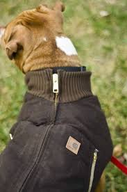 Carhartt Dog Coat Size Chart Bedowntowndaytona Com