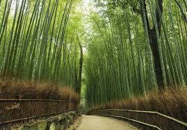 Hasil gambar untuk Hutan Bambu Arashiyama