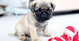 Find a labrador on gumtree, the #1 site for dogs & puppies for sale classifieds ads in the uk. Pug Pure Breed Puppies Pug Puppy Price In Lucknow