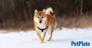 breed guide cold weather dogs