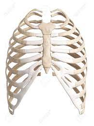 The rib cage is the arrangement of ribs attached to the vertebral column and sternum in the thorax of most vertebrates that encloses and protects the vital organs such as the heart, lungs and great vessels. 3d Rendered Illustration Of The Rib Cage Stock Photo Picture And Royalty Free Image Image 18448450