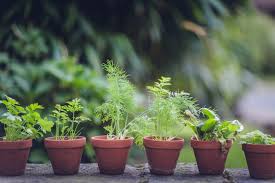 How To Decide Which Herbs To Grow