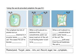 Turgid, flaccid and plasmolysis all link to how osmosis works in a plant cell. Osmosis And Plant Cells Starter Teaching Resources
