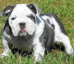 Today, the english bulldog is known as one of the most well adjusted family. Blue English Bulldog Puppies For Sale English Bulldog Puppies