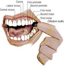 Third molars or wisdom teeth usually come out when you are 17 until 24 years old. Cheap Best Tooth Extraction Dubai Best Dental Clinic