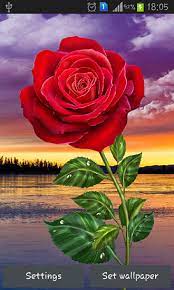 rose magic touch live wallpaper for