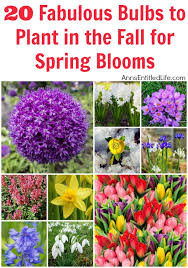 to plant in the fall for spring blooms