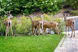 keep deer out of your garden