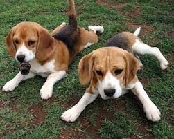 dog breed information the beagle