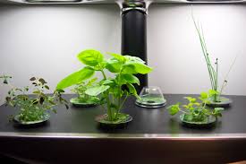 Growing Herbs Indoors Colorado Front Range Gardening