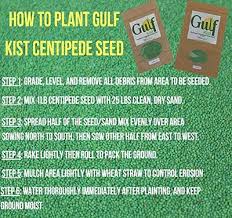 centipede gr seed for a dense green