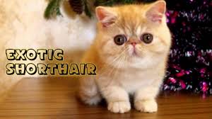 Each has a mind, temperament, and personality that is unique. Exotic Shorthair Cat Personality Traits Youtube
