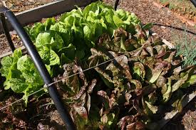 basics of fall vegetable gardening