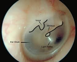 Image result for eardrums images