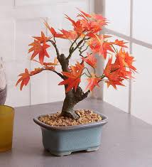 30 anese red maple bonsai tree seeds