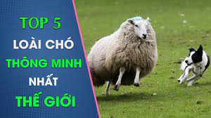 Top 5 loài CHÓ THÔNG MINH nhất thế giới | Đứng số 1 biết cả... chăn cừu ??