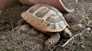 Спячка у домашних сухопутных черепах: признаки, причины, уход (фото) | Определение и забота во время сезона покоя