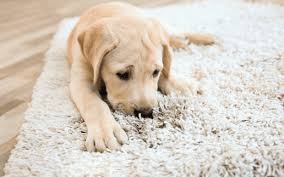 how to stop puppy from chewing carpet