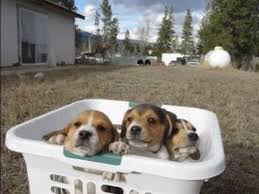 If you see a beagle or two or three that you are interested in, the first step is to read our standards for. Tiny Miniature Pocket Beagle Cute Puppies For Sale Playing Bath Time And Shots Meet Breeder Youtube