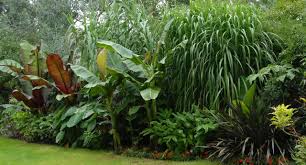Cool Tropical Plants