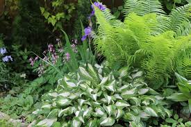 Garden Plants For Low Light Ardcarne
