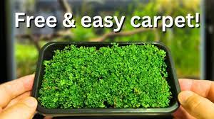 free carpeting plants how to propagate