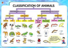 Animal Kingdom Classification Flow Chart Pdf Animal