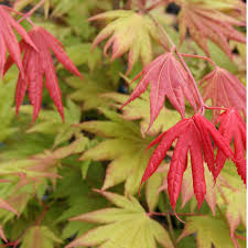 It was well packaged and received no damage during shipment. Amber Ghost Japanese Maple Finegardening