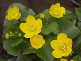 Nuphar sm., 1809 è un genere di piante angiosperme appartenenti alla famiglia delle ninfeacee dai fiori acquatici molto decorativi. Caltha Palustris Piante Acquatiche