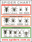 Spider Identification Chart Australia Venomous Dangerous