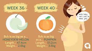 baby growth chart how big is your baby