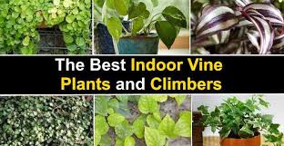 Indoor Vine Plants And Climbers