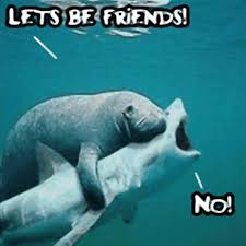 Image result for shark meme