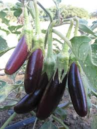 Image result for eggplant farm
