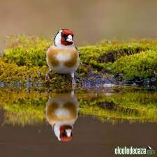 simetria axial a bird | Goldfinch, Birds, I like birds