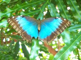 Key West butterfly garden
