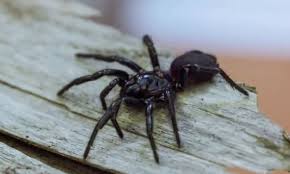 Наиболее популярные виды австралийских пауков, описание каждого типа, их особенности жизнедеятельности, а также возможная опасность для человека или животного. Kak Raspoznat Yadovityh Paukov I Zmej Pri Pomoshi Smartfona Hi News Ru