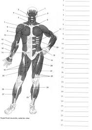 Human Anatomy Labeling Worksheets Muscle Diagram Label Blank