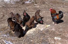 Barnevelder Chicken Adventures Backyard Poultry
