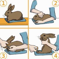 trim your rabbit s nails