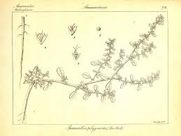 Amaranthus polygonoides - Wikipedia