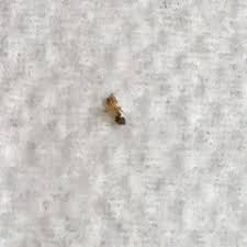 tiny bugs in kitchen