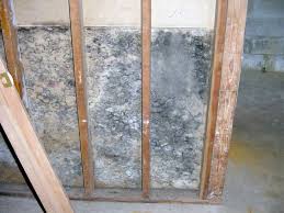 Mould Health Issues In Hamilton