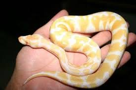 albino pastel ball python