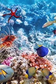 colorful fish underwater sea