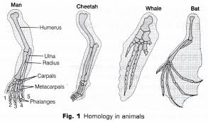 The structures depict the forelimbs of a man, cheetah, whale and bat (see fig. Cbse Class 10 Science Lab Manual Homology And Analogy Of Plants And Animals A Plus Topper