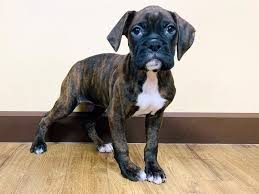 Buy, adopt a beautiful akc registered boxer puppy today! Boxer Puppies Visit Petland In Grove City And Columbus Ohio
