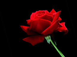 single red rose wallpapers wallpaper cave