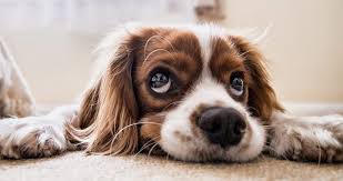 dog smell out of carpet how to