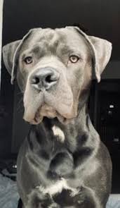 Cane corsos are an ancient breed of guard dog from italy. Cane Corso Hunde Kaufen Verkaufen